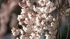 夕焼け雲の歌