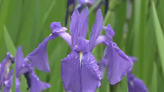 夜来香