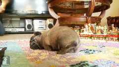 Stop,Drop and Pug Puppies