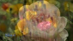 Flowers Charm - Igor Dvurechensky