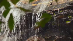 Forest Brook