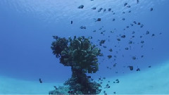 Underwater World in Amami Islands