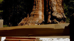 Sequoia