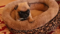 Silly Little Pug Puppy Loves His Bed