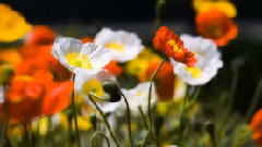 POM