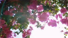 Dimitri Vegas & Like Mike - Back To Greece