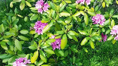 大自然美丽的秘密