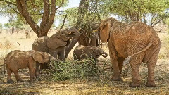 Remember The Elephant(Official Music Video)