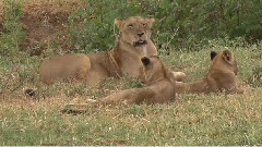 坦桑尼亚的狮子