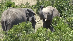 Elephant Play