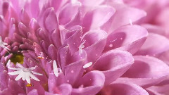 Wedding In The Dream 吉他版