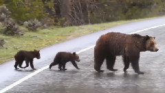 Grizzly Bear #610 And Yearling Cubs