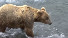 GRIZZLIES OFBROOKS FALLS ALASKA #3