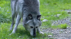 Wildlife Ranger For A Day