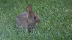 兔子视频在线观看免费 66703946.jpg