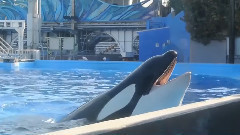 Black Orca Whale Song - Slave To Sea World
