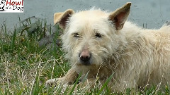 Scared Homeless Dog Has The Rescue Of A Lifetime