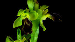 Ophrys Fusca