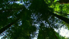 Meditation 沉思曲