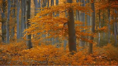 Autumn Leaves