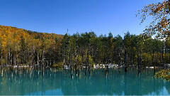 北海道与东京 Hokkaido-Tokyo