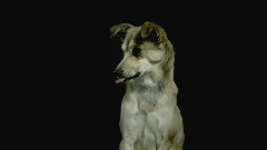 慢镜头下的狗狗