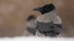 匈牙利小昆沙国际公园