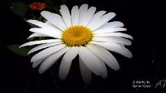 A Daisy In December