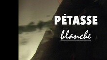 Pétasse Blanche