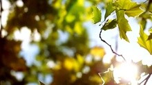 J'Ai Marché Dans L'Amour