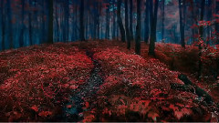 Romanze Aus 'Die Perlenfischer'