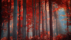 Red Forest