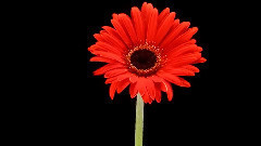 The Beauty Of Flowers (Красота цветов)