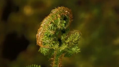 Miraculous Forest - Just Outside The City Wundersamer Wald - Vor Den Toren der Stadt