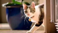 Whole Body Health Starts With Purina ONE