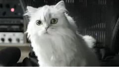 Los Perros Cantar Contra El Cancer