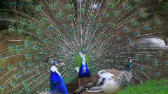 Индийски Паун