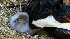 Черен Лебед