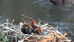 Blässhuhnfamilie Mit Sechs Kuken