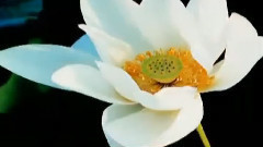 弹起我心爱的土琵琶