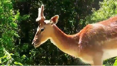 Дивата природа и дивите животни в Баварската гора