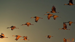 Оранжаво небето