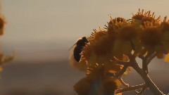 冰菊物语歌曲谱_冰菊物语古筝谱