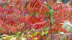 Autumn leaf color, New England fall foliage, Mehdi Falling Leaves