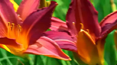 Просто красота цветов