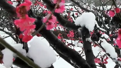 梅花三弄(古琴)