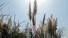 平沙落雁(古琴)