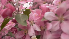 In The Garden Of The Venus