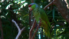 Love Of The Rain Forest