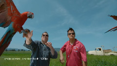 慢镜头下的鹦鹉